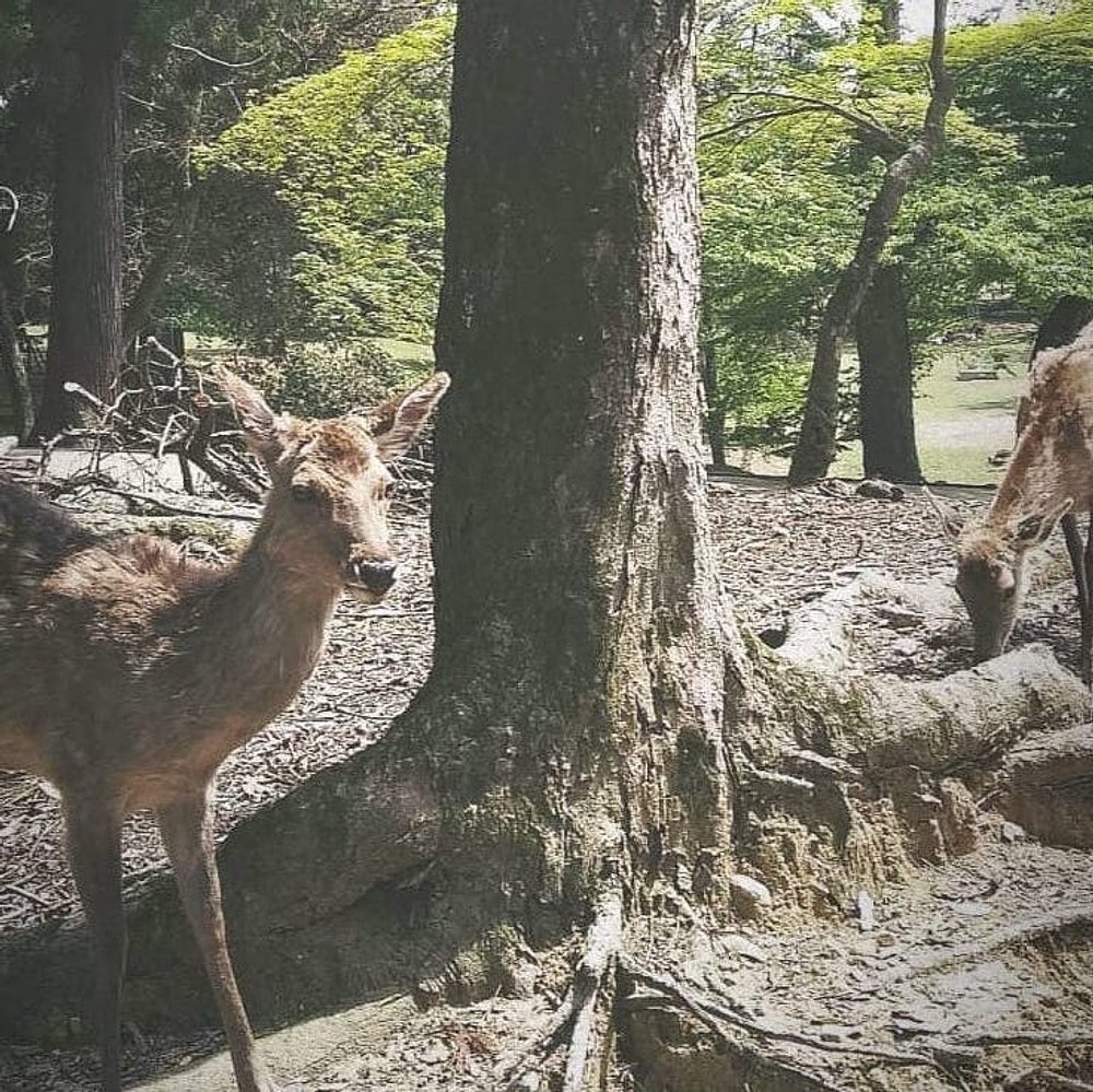Kyoto, Japan